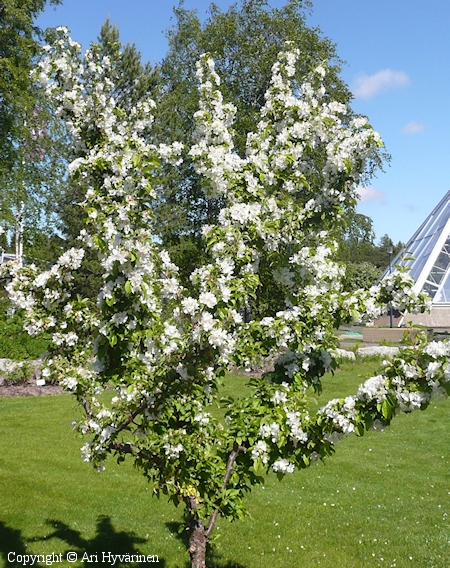 Malus baccata 'Linnanmaa', marjaomenapuu